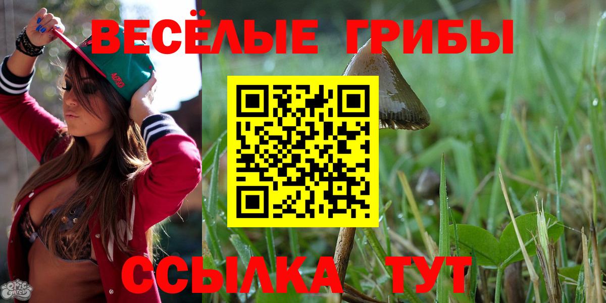 Галлюциногенные грибы Psilocybe Светлоград